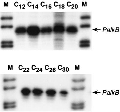 FIG. 5