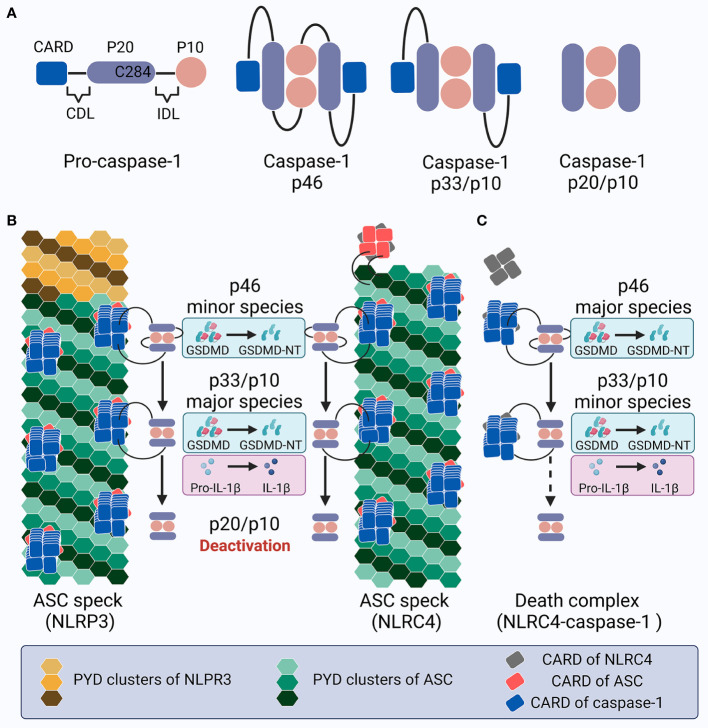 Figure 4