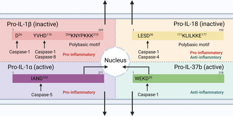 Figure 2