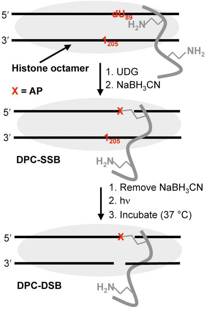 Scheme 5