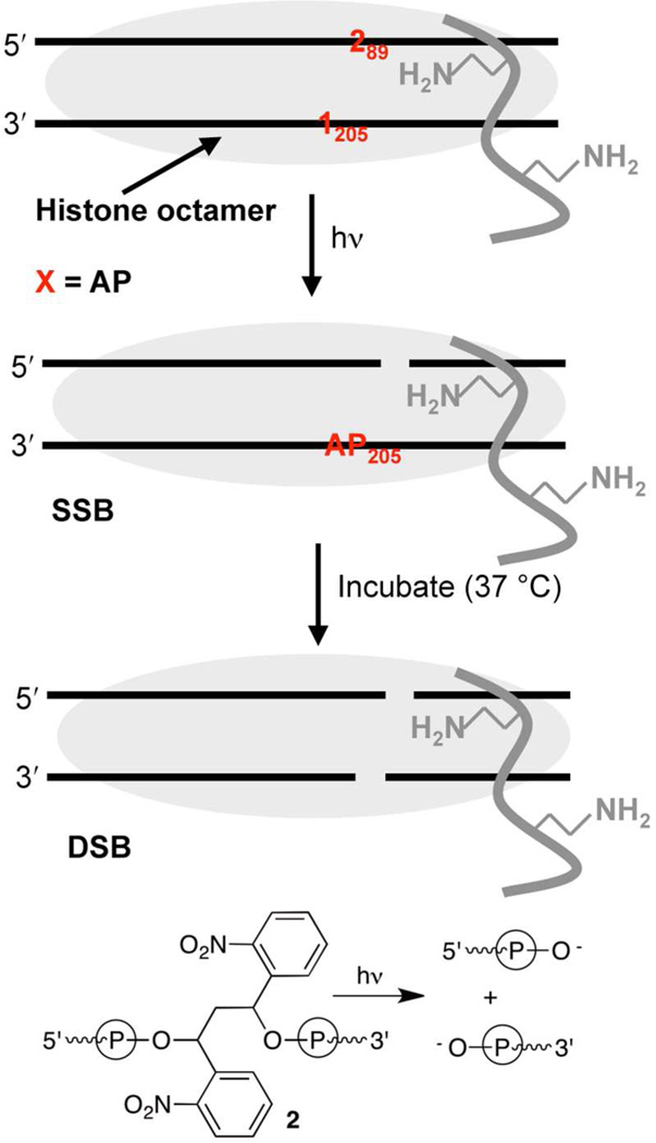 Scheme 6