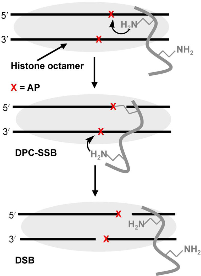 Scheme 4