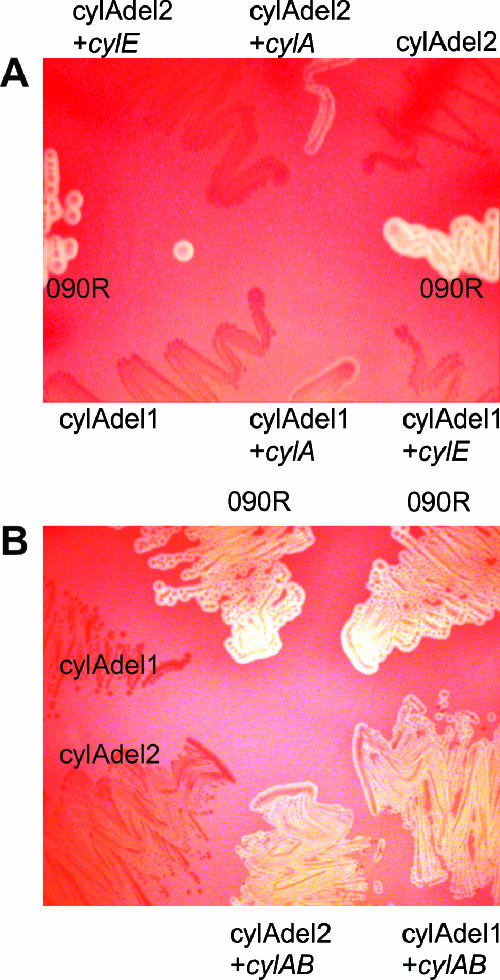 FIG. 2.