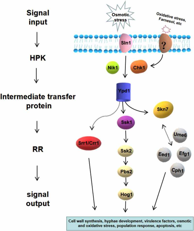 Figure 5.