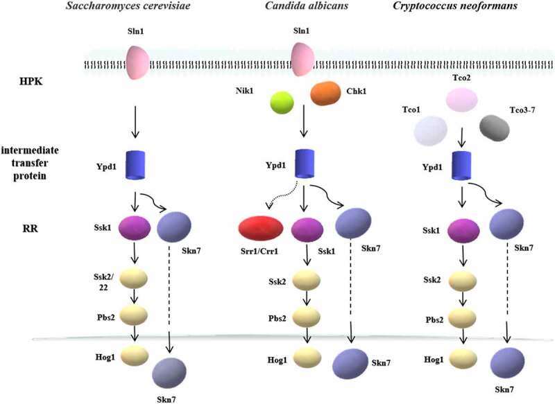 Figure 3.