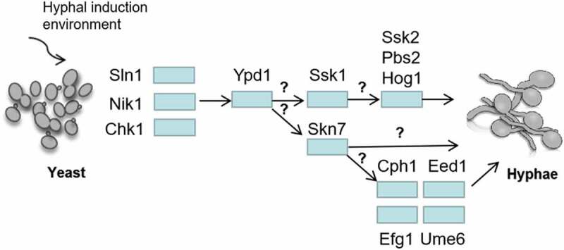 Figure 6.