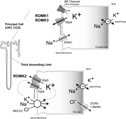 Fig. 2.