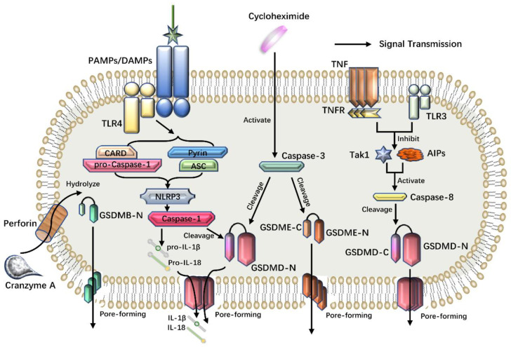 Figure 3