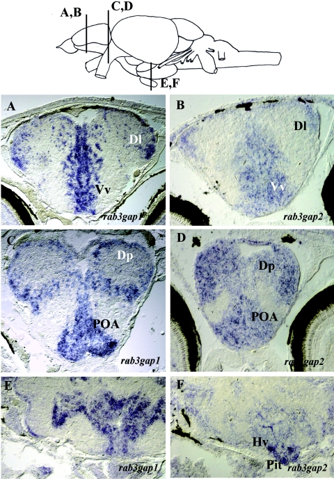 Figure  1