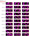 Figure 8—figure supplement 1.