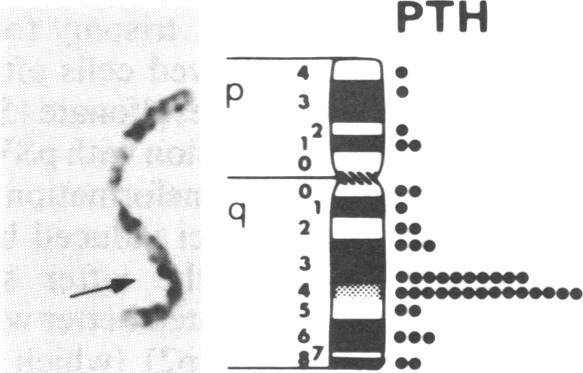 graphic file with name pnas00339-0356-a.jpg