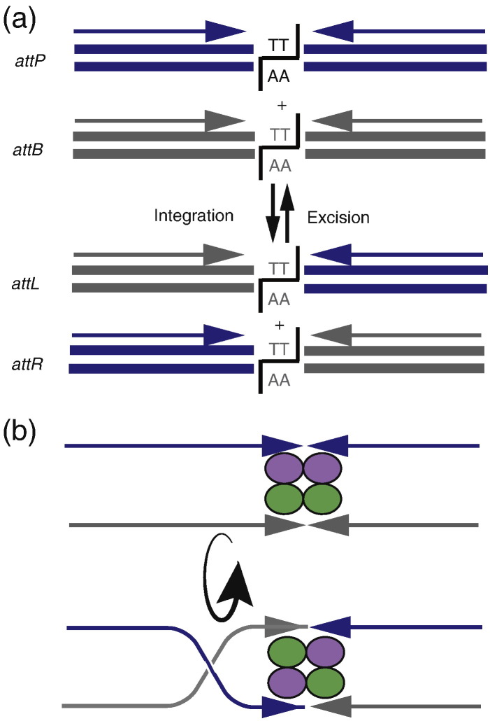 Fig. 3