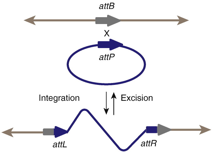 Fig. 1