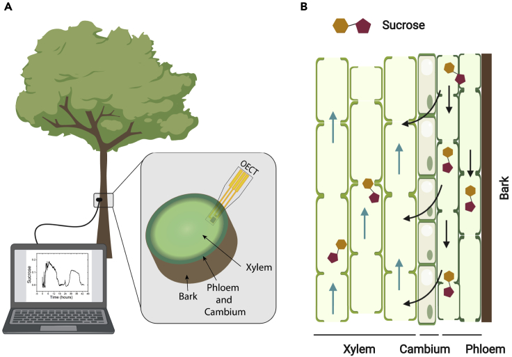 Figure 1