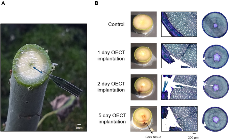 Figure 4