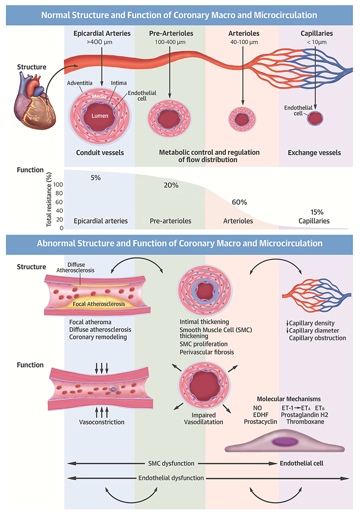 Central Illustration: