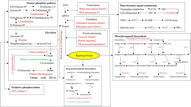 Fig. 6