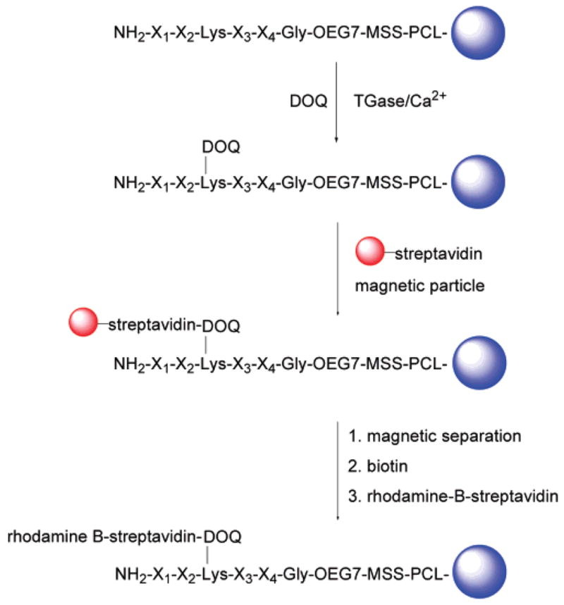 Scheme 4