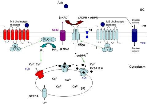 Figure 2.