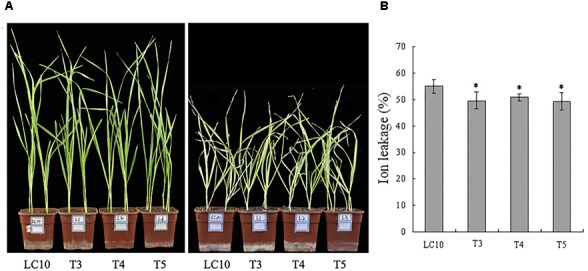 FIGURE 3