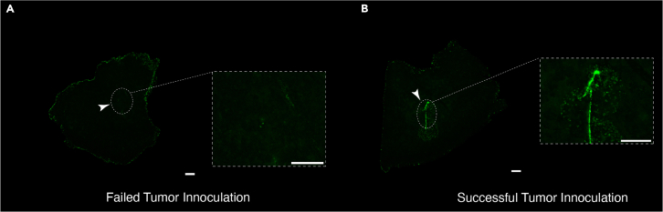 Figure 2