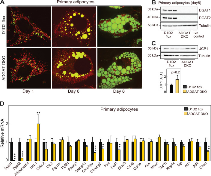 Figure 5—figure supplement 2.