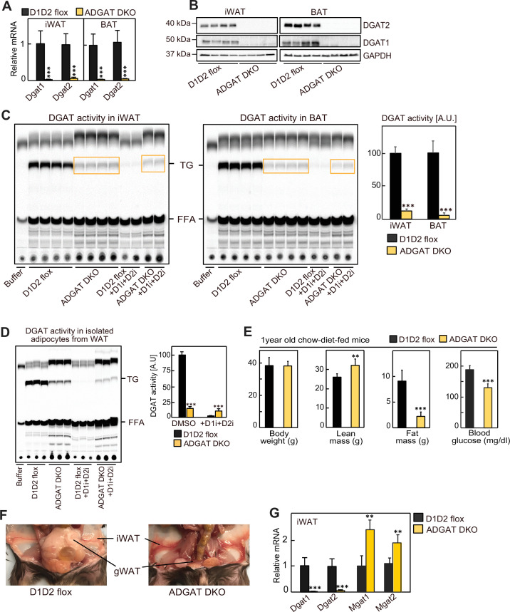 Figure 1—figure supplement 1.