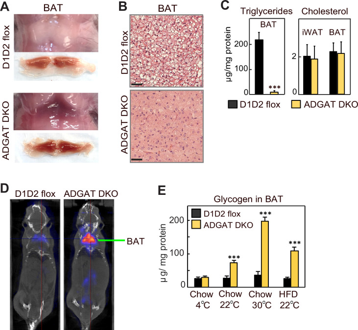 Figure 1—figure supplement 2.