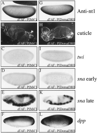 FIG. 8.