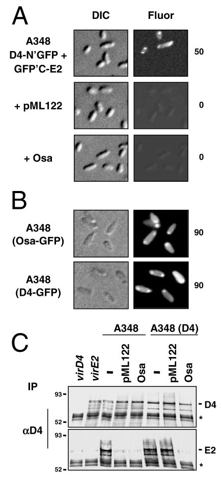 Fig. 5