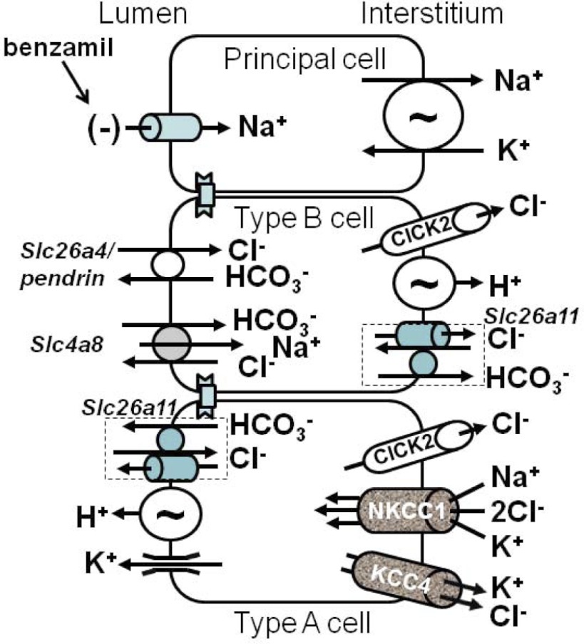 Fig. 9.