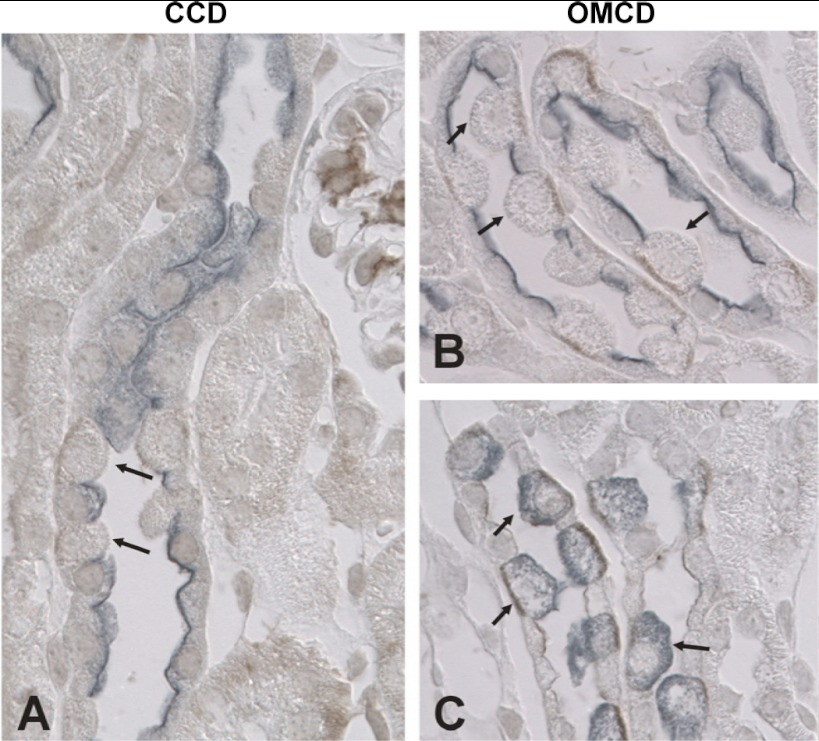 Fig. 8.