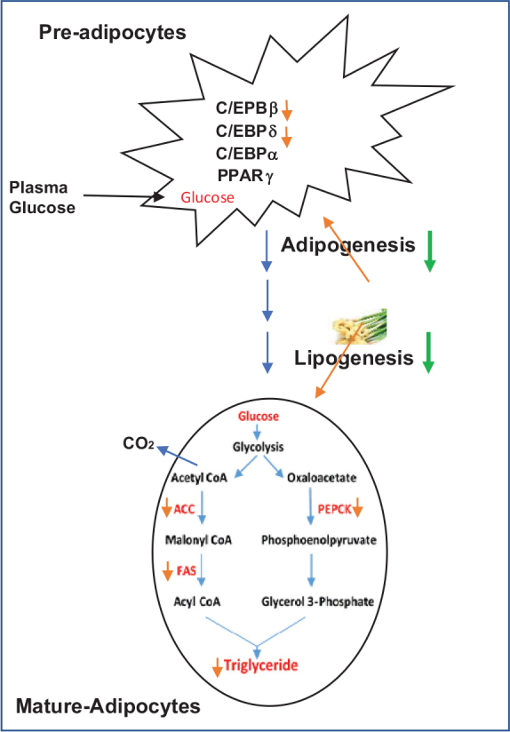 Fig. 10