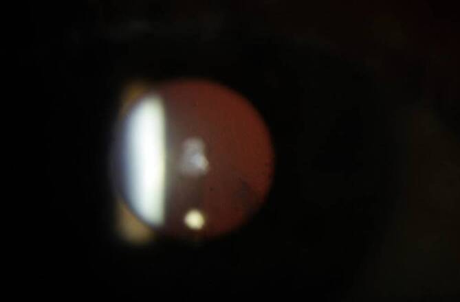 graphic file with name 347_2020_1221_Fig1_HTML.jpg