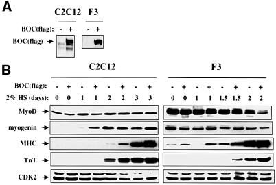 graphic file with name cdf003f3a.jpg