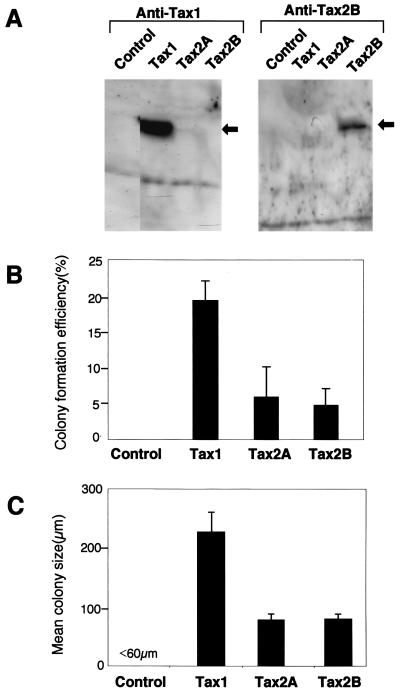 FIG. 2.