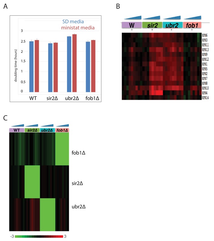 Figure 3—figure supplement 1.