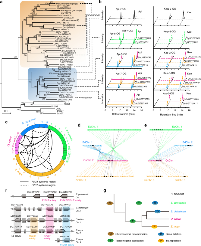 Differentially evolved glucosyltransferases determine natural variation ...