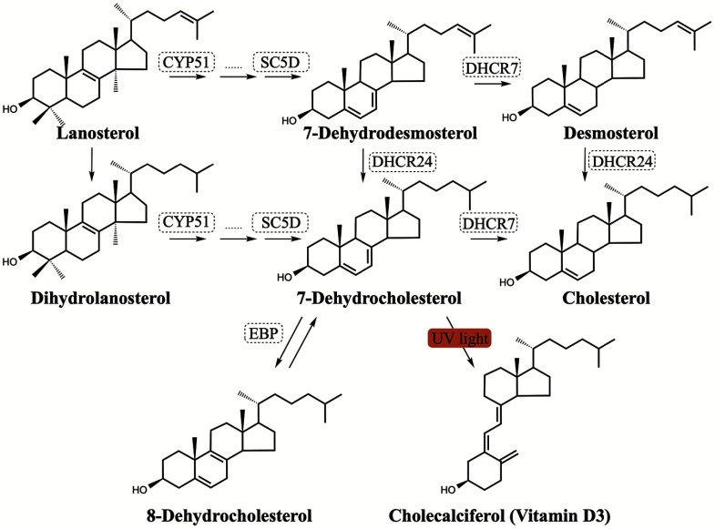 Figure 1 is a schematic diagram of the following chemical compounds: (1) lanosterol, (2) 7-dehydrodesmosterol, (3) desmosterol, (4) dihydrolanosterol, (5) 7-dehydrocholesterol, (6) cholesterol, (7) 8-dehydrocholesterol, and (8) cholecalciferol (Vitamin D3). Compound 1 synthesises to compound 2 through CYP51 and SC5D. Compound 2 synthesises to compound 3 through DHCR7. Compounds 1, 2, and 3 also synthesize to compounds 4, 5 (through DHCR24), and 6 (through DHCR24), respectively. Compound 4 synthesises to compound 5 through CYP51 and SC5D. Compound 5 synthesises to compound 6 through DHCR7. Compound 5 also synthesizes to compound 7 through EBP and compound 8 through UV light. Compound 7 can synthesise to compound 5 through EBP.