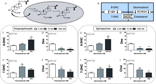 Figure 12A comprises synthesis of chemical compounds, where super 13 C sub 3 Lan leads to a combination of super 13 C sub 3 7DHC and super 13 C sub 3 Chol; 13 C sub 3 7DHC leads to super 13 C sub 3 Chol. Figure 12B is a grid with four cells. The cells in the clock-wise direction are labeled as follows: (1)8DHC, (2)desmosterol, (3)cholesterol, and (4)7DHC. 1 through EBP leads to 4 and 4 through EBP leads to 1. 2 through DCHR24 leads to 3. 4 through DHCR7 also leads to 3. Figures 12C, 12D, 12E, and 12F are graphs plotting 8DHC (picomoles virgule 10 super 6 cells), Des (picomoles virgule 10 super 6 cells), 7DHC (picomoles virgule 10 super 6 cells), and Chol (picomoles virgule 10 super 6 cells), respectively, (y-axis) across fenpropimorph, ranging from 0 to 1000 nanomolar. Figures 12G, 12H, 12I, and 12J are graphs plotting 8DHC (picomoles virgule 10 super 6 cells), Des (picomoles virgule 10 super 6 cells), 7DHC (picomoles virgule 10 super 6 cells), and Chol (picomoles virgule 10 super 6 cells), respectively, (y-axis) across spiroxamine, ranging from 0 to 1000 nanomolar.