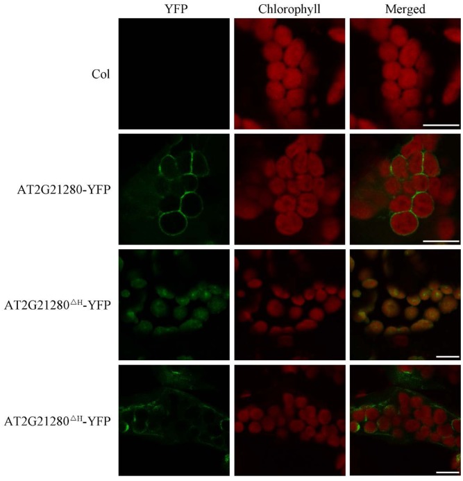 FIGURE 7