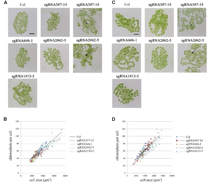 FIGURE 3