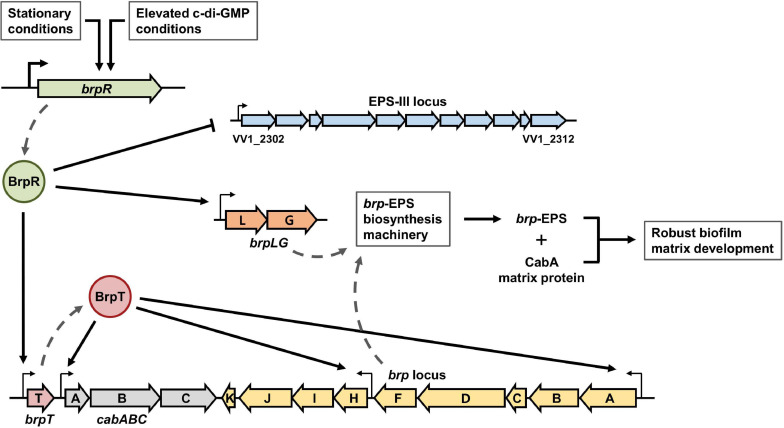 FIGURE 13