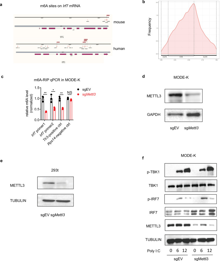 Figure 2—figure supplement 1.