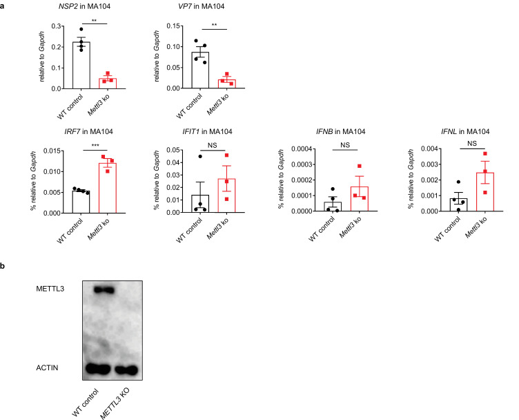 Figure 2—figure supplement 3.