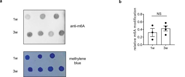 Figure 1—figure supplement 2.