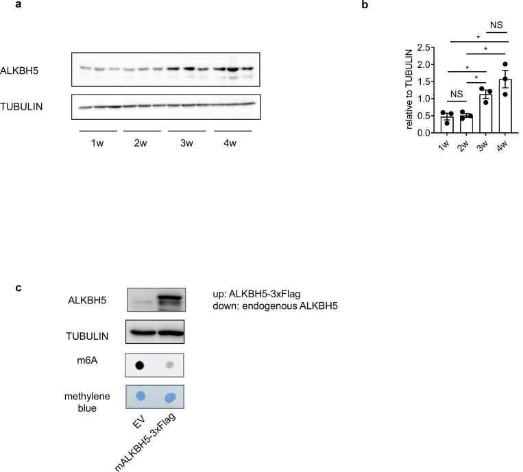 Figure 1—figure supplement 1.