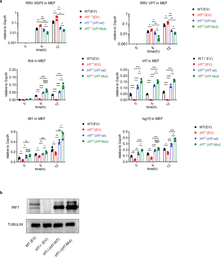 Figure 2—figure supplement 4.