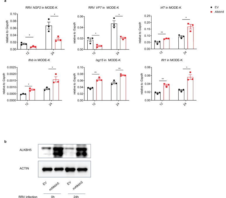 Figure 4—figure supplement 2.