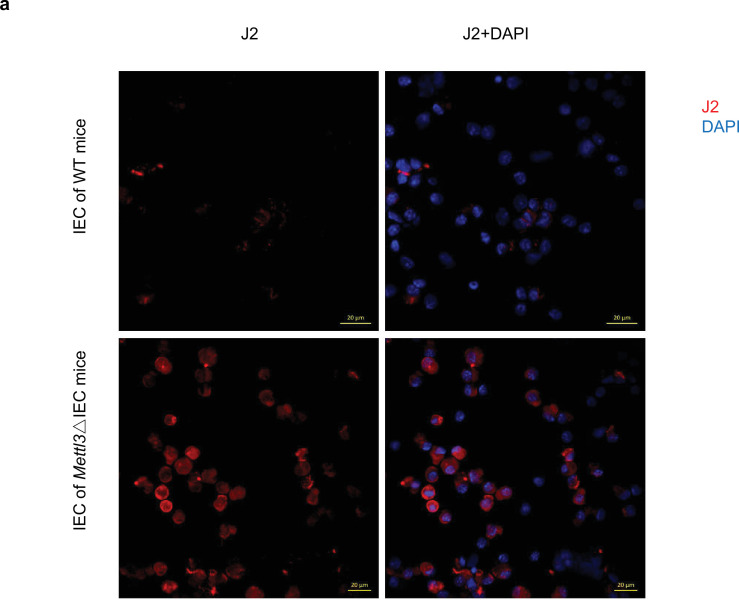 Figure 4—figure supplement 4.